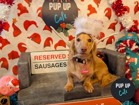 Birmingham - Dashing Dachshund Christmas Tour 🎄