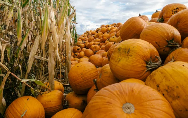 Fall on Farm