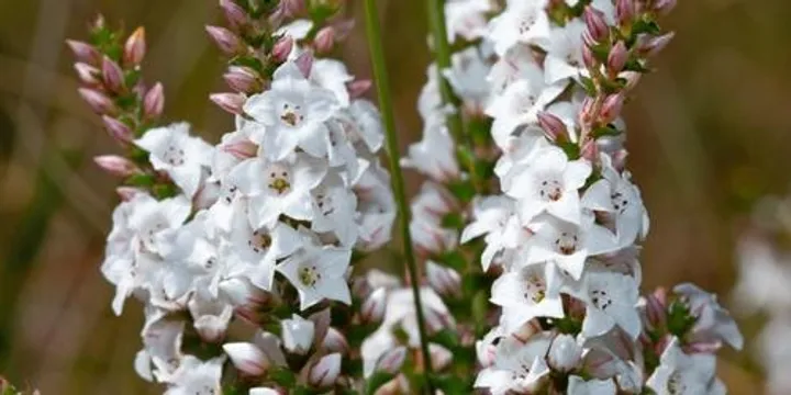 Girraween BioBlitz – Saturday Afternoon Botany Survey