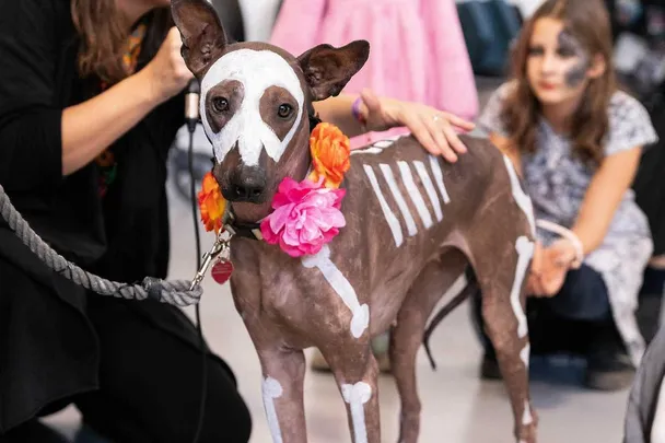 Mexický svátek mrtvých / Día De Muertos