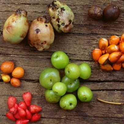 Perth’s Bushfood Plants