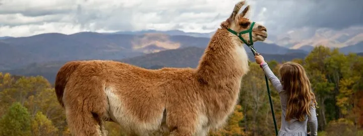 Llama Experience Ultra