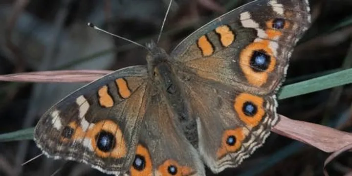 Girraween BioBlitz – Saturday Afternoon Butterfly Survey