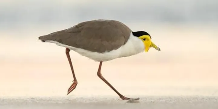 Beach Bird Walk & Birdy Craft