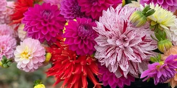 Flower Picking Experience, Come and pick flowers where they’re grown 24th Jan