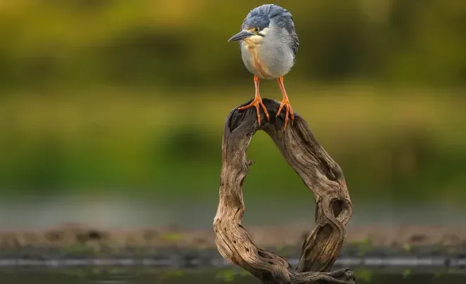Alpha Academy: The Art of Bird Photography