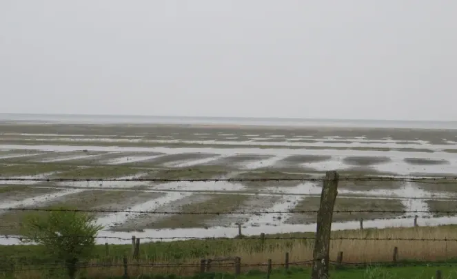 Vögel und Landschaften am Wattenmeer Nordfriesland