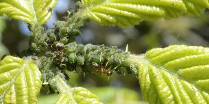 Healthy Edible Garden Series: Pest Management