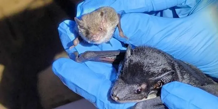 Girraween BioBlitz – Saturday Night Microbat Survey