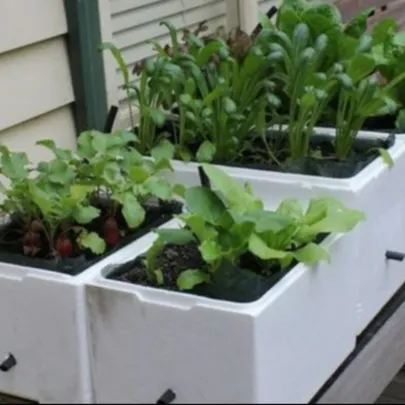 Small Space Gardening