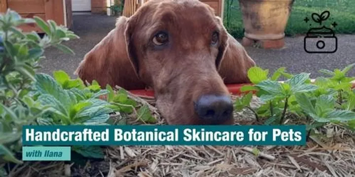 Make Your Own Handcrafted Botanical Skincare for Pets - 10.04.27