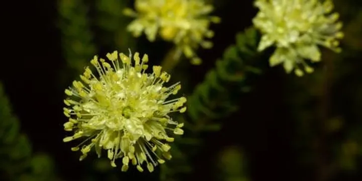 Girraween BioBlitz – Sunday Morning Botany Survey