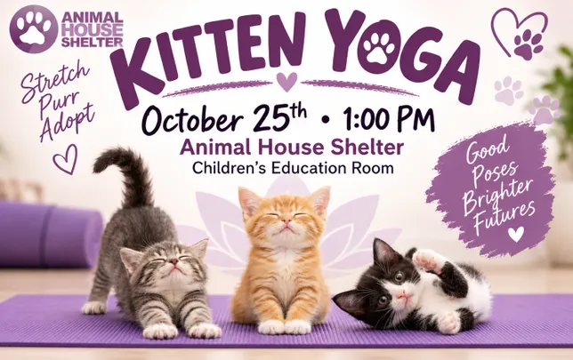 Kitten Yoga