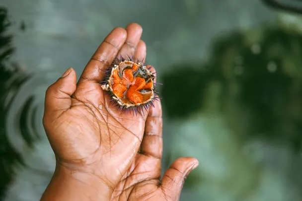 Coastal Forage Experience with Veld & Sea - 20 February