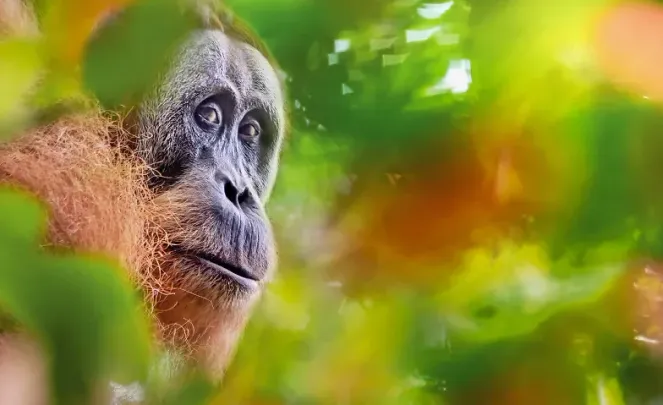 Explora präsentiert: Borneo
