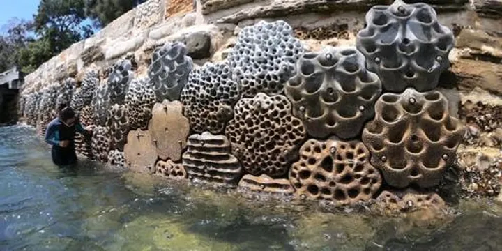 Living Seawalls Tour