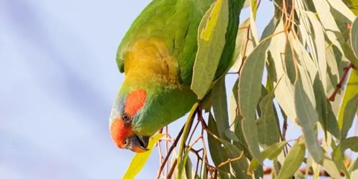 Girraween BioBlitz – Sunday Morning Bird Walk