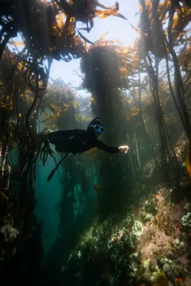Free Dive Forage Adventure with Khoi Scouts and Veld & Sea - 20 December