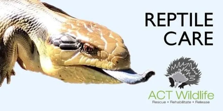 Advanced Reptile Care