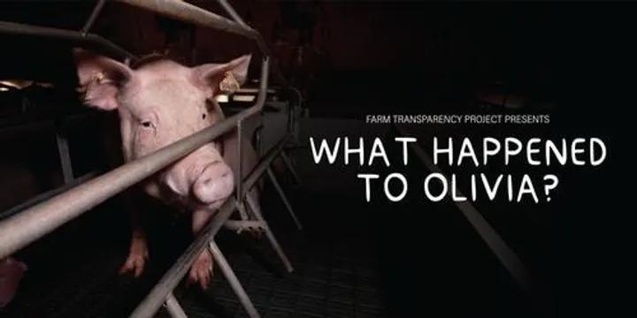 NSW Premiere - What Happened to Olivia?