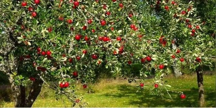 Growing Fruit Trees