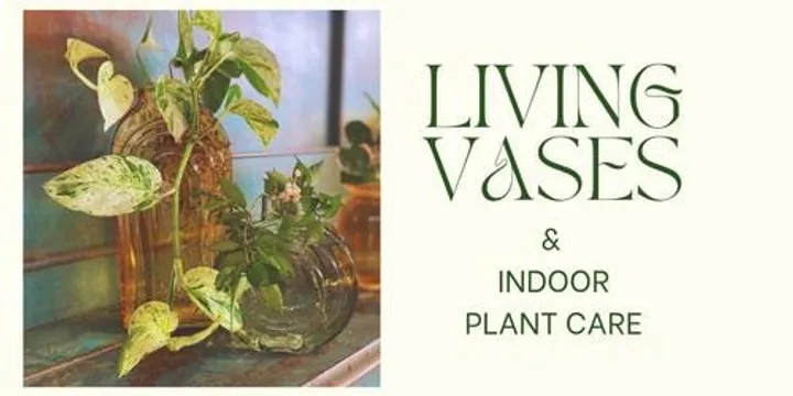 Living Vases & Indoor Plant Care
