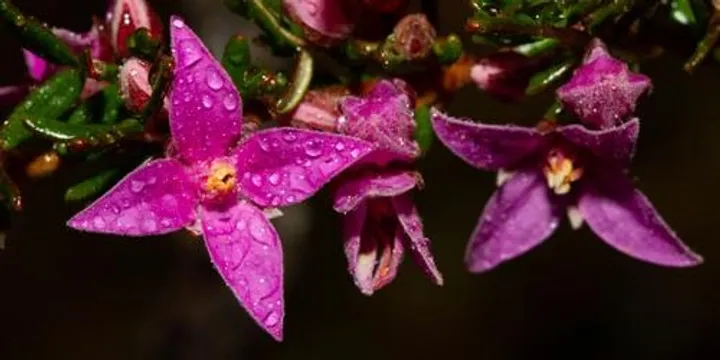 Girraween BioBlitz – Full Day Threatened Plant Survey