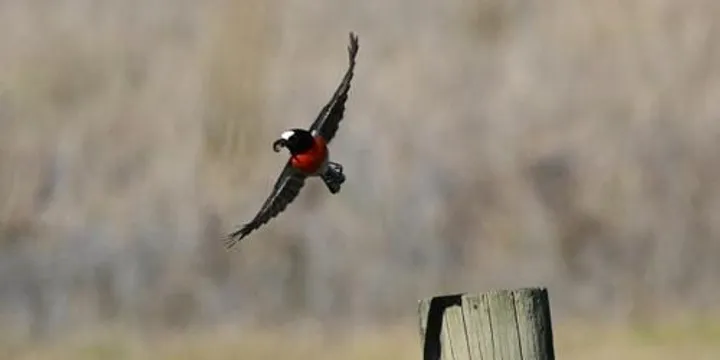 How to restore woodland bird habitat - Braidwood