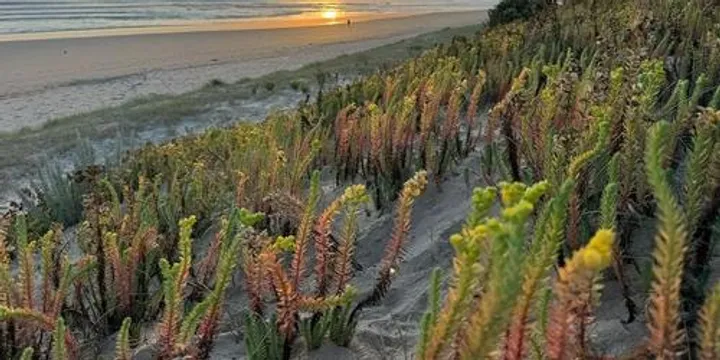 Project Sea Spurge - Info session and biological control release