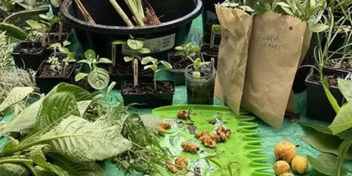 Crop Swap: Plants, Seeds & Produce- November 2026