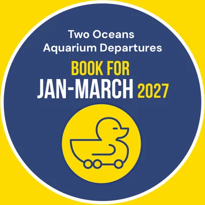 The Two Oceans Aquarium: The Waterfront Duck Co Tours: Jan - March 2027