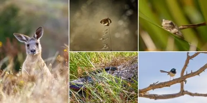 Critters of the Corridor Photography Exhibition - Opening Event