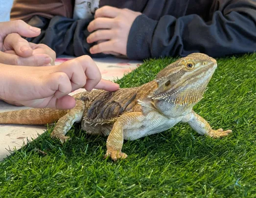 Term 1, 2027 Wildlife Education Homeschool Program (Cooroy)