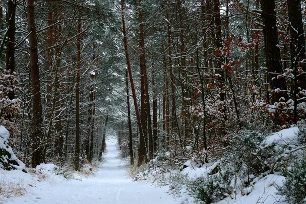 Gdynia Ultra Way - Winter Race