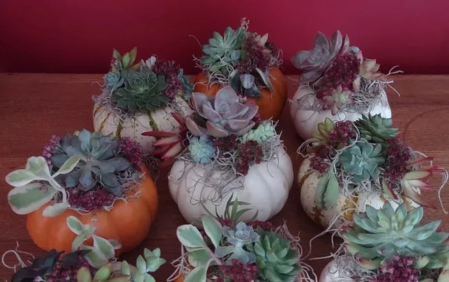 Succulent Pumpkin Centerpiece @ Skyline 2026