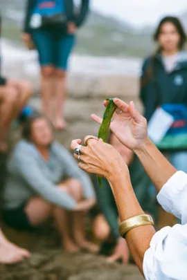 Coastal Forage Experience with Veld & Sea - 24 January